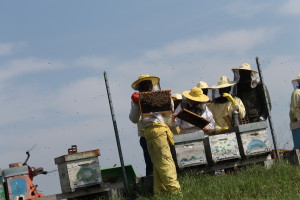 Bee my job - Apicoltori si diventa. Foto gentilmente concessa da APSCambalache