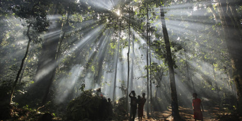 God rays from the sun stream through jungle trees
